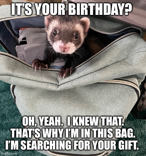 Birthday ferret | IT’S YOUR BIRTHDAY? OH, YEAH.  I KNEW THAT. THAT’S WHY I’M IN THIS BAG.  I’M SEARCHING FOR YOUR GIFT. | image tagged in ferret | made w/ Imgflip meme maker