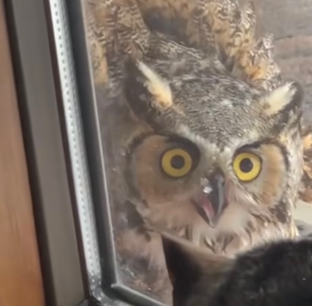 High Quality Owl Blank Meme Template