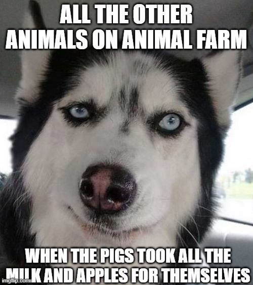 Suspicious Husky | ALL THE OTHER ANIMALS ON ANIMAL FARM; WHEN THE PIGS TOOK ALL THE MILK AND APPLES FOR THEMSELVES | image tagged in suspicious husky,english teachers,animal farm | made w/ Imgflip meme maker