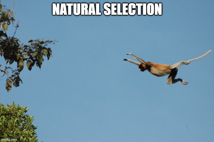 Natural Selection Blank Meme Template
