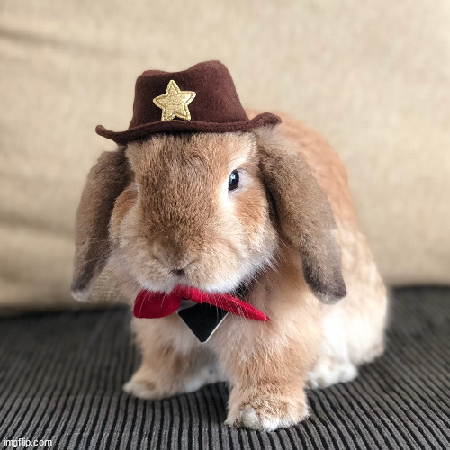 yeehaw irl | made w/ Imgflip meme maker