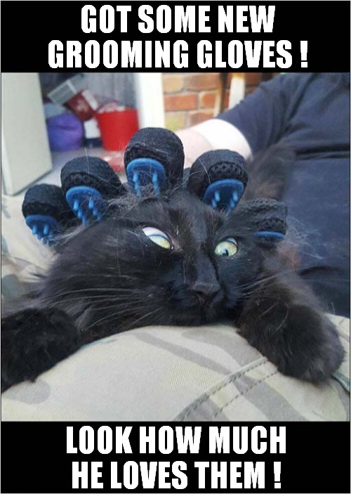 Help Me ! | GOT SOME NEW GROOMING GLOVES ! LOOK HOW MUCH HE LOVES THEM ! | image tagged in cats,grooming,gloves,help me | made w/ Imgflip meme maker
