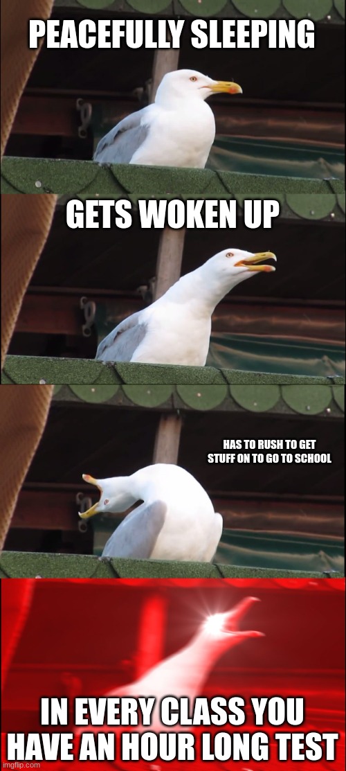 bad day in a nutshell | PEACEFULLY SLEEPING; GETS WOKEN UP; HAS TO RUSH TO GET STUFF ON TO GO TO SCHOOL; IN EVERY CLASS YOU HAVE AN HOUR LONG TEST | image tagged in memes,inhaling seagull | made w/ Imgflip meme maker