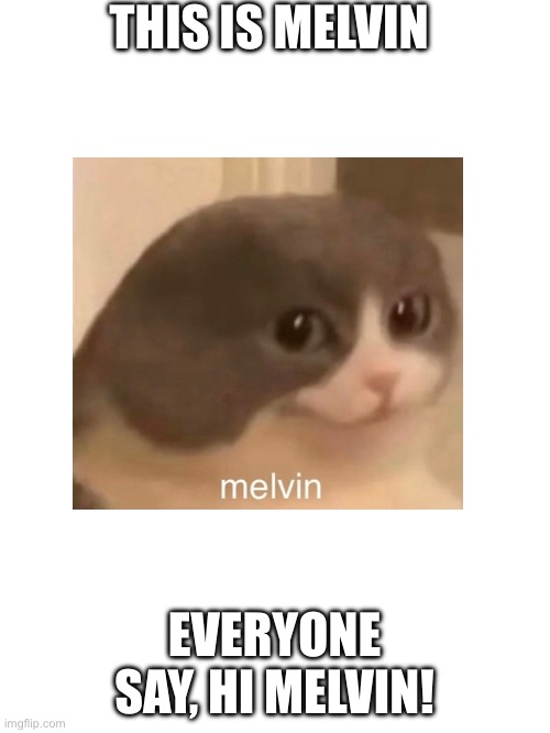THIS IS MELVIN; EVERYONE SAY, HI MELVIN! | image tagged in melvin | made w/ Imgflip meme maker