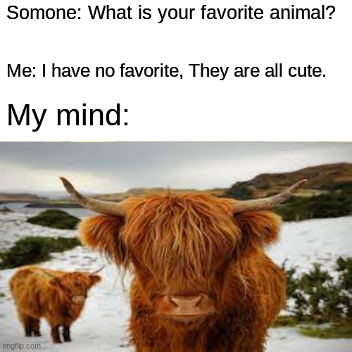 I do not have favo- HIGHLAND COWSSS :0 | Somone: What is your favorite animal? Me: I have no favorite, They are all cute. My mind: | made w/ Imgflip meme maker