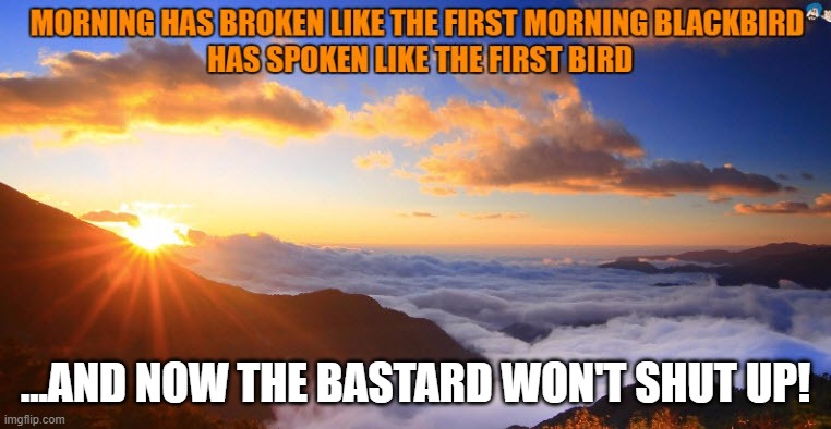 Morning bird | ...AND NOW THE BASTARD WON'T SHUT UP! | image tagged in bad morning | made w/ Imgflip meme maker