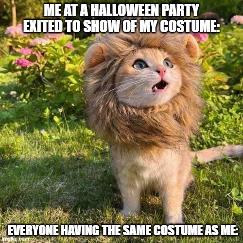 Halloween parties |  ME AT A HALLOWEEN PARTY EXITED TO SHOW OF MY COSTUME:; EVERYONE HAVING THE SAME COSTUME AS ME: | image tagged in cat,surprised cat,funny | made w/ Imgflip meme maker