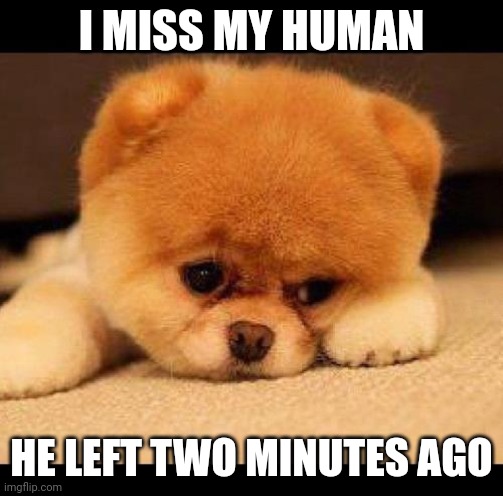 sad dog | I MISS MY HUMAN; HE LEFT TWO MINUTES AGO | image tagged in sad dog | made w/ Imgflip meme maker