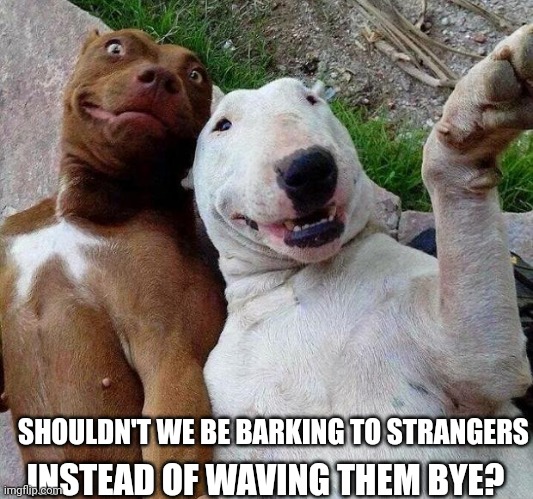 selfie dogs | SHOULDN'T WE BE BARKING TO STRANGERS; INSTEAD OF WAVING THEM BYE? | image tagged in selfie dogs | made w/ Imgflip meme maker