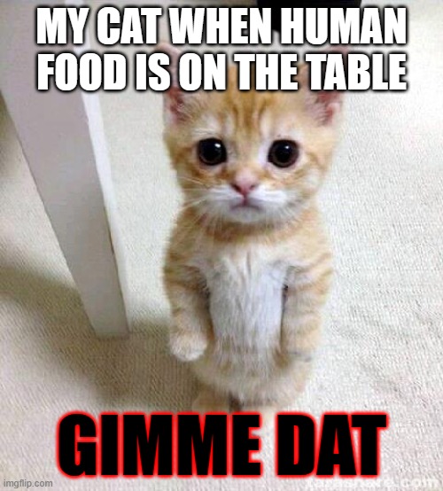 litterally | MY CAT WHEN HUMAN FOOD IS ON THE TABLE; GIMME DAT | image tagged in memes,cute cat | made w/ Imgflip meme maker