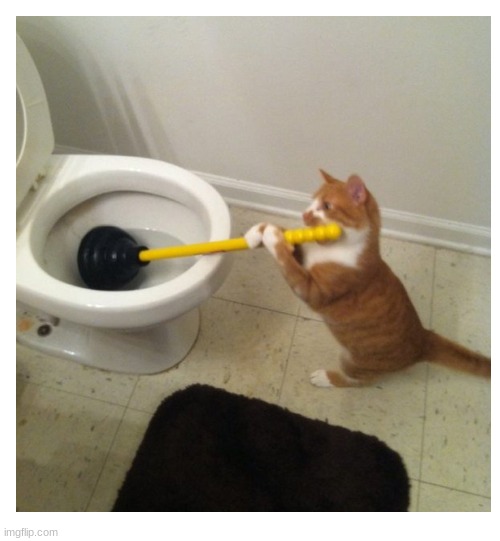 image tagged in cat,plumber,toilet,meme | made w/ Imgflip meme maker