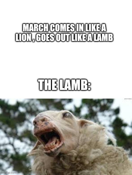 March Weather | MARCH COMES IN LIKE A LION , GOES OUT LIKE A LAMB; THE LAMB: | image tagged in blank white template | made w/ Imgflip meme maker