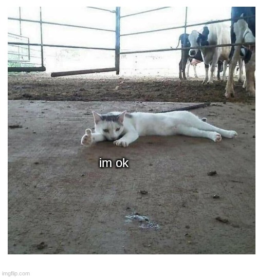 im ok | image tagged in cat,thumbs up,funny,meme | made w/ Imgflip meme maker
