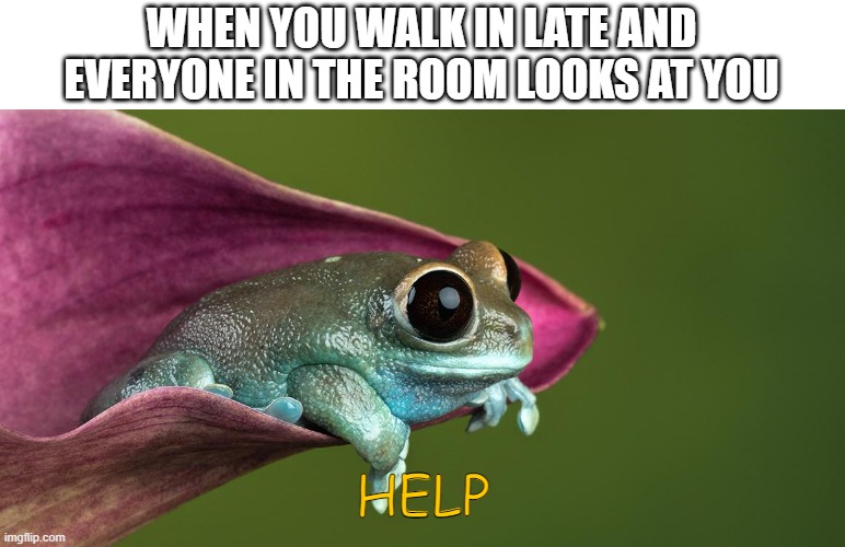 WHEN YOU WALK IN LATE AND EVERYONE IN THE ROOM LOOKS AT YOU; HELP | image tagged in memes,true,cute | made w/ Imgflip meme maker
