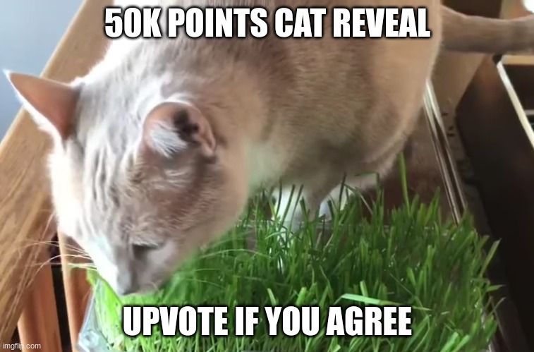 cat reveal | 50K POINTS CAT REVEAL; UPVOTE IF YOU AGREE | image tagged in cat reveal,cat,cute cat | made w/ Imgflip meme maker