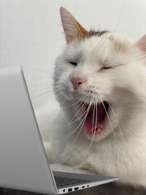 Cat scrolling through  Laptop Blank Meme Template