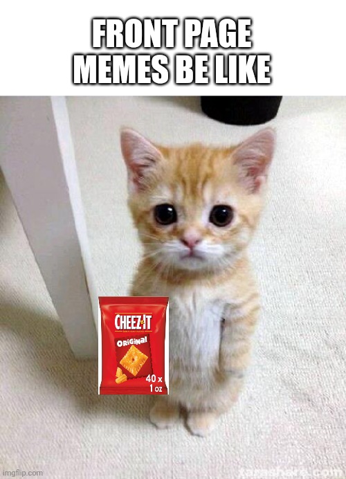 Meme #502 | FRONT PAGE MEMES BE LIKE | image tagged in memes,cute cat,cheese,cats,not funny,not upvote begging | made w/ Imgflip meme maker