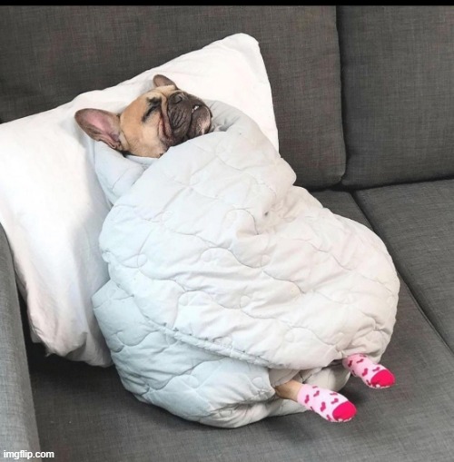 Dog in blanket | image tagged in dog in blanket | made w/ Imgflip meme maker