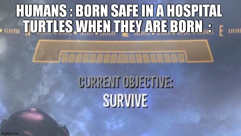 Current Objective: Survive | TURTLES WHEN THEY ARE BORN  :; HUMANS : BORN SAFE IN A HOSPITAL | image tagged in current objective survive,turtle meme,relatable,so true,warrior,birth | made w/ Imgflip meme maker