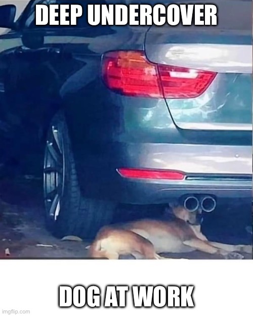 Undercover dog | DEEP UNDERCOVER; DOG AT WORK | image tagged in binoculars,dog,undercover | made w/ Imgflip meme maker