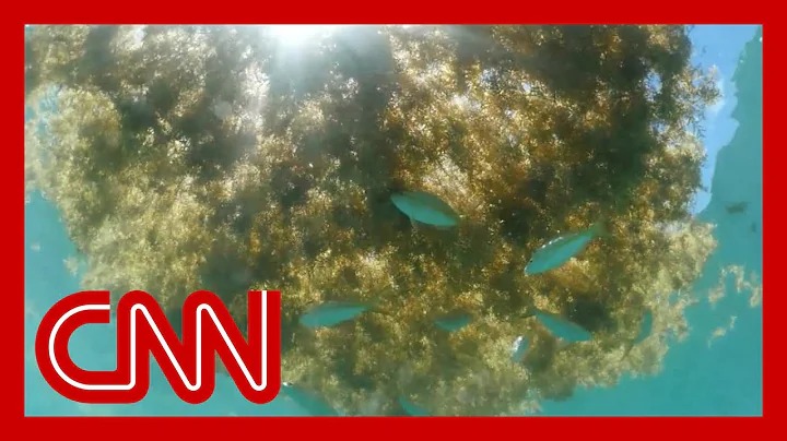 High Quality CNN, Seawead Blank Meme Template