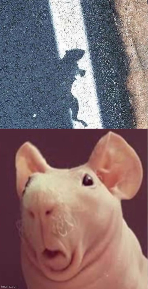 Rat road | image tagged in surprised rat,rat,you had one job,memes,road,meme | made w/ Imgflip meme maker
