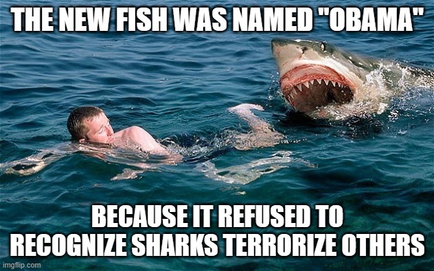 Swimming with sharks | THE NEW FISH WAS NAMED "OBAMA" BECAUSE IT REFUSED TO RECOGNIZE SHARKS TERRORIZE OTHERS | image tagged in swimming with sharks | made w/ Imgflip meme maker