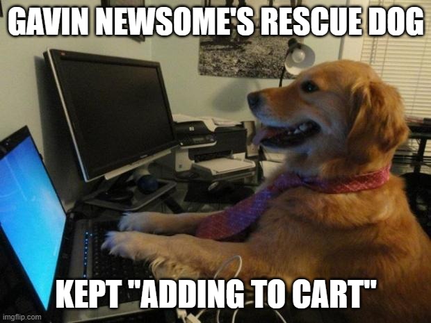 Dog behind a computer | GAVIN NEWSOME'S RESCUE DOG KEPT "ADDING TO CART" | image tagged in dog behind a computer | made w/ Imgflip meme maker