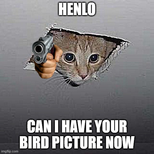 Ceiling Cat Meme | HENLO; CAN I HAVE YOUR BIRD PICTURE NOW | image tagged in memes,ceiling cat | made w/ Imgflip meme maker