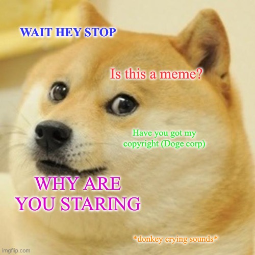 Doge’s Dumb & Daft day | WAIT HEY STOP; Is this a meme? Have you got my copyright (Doge corp); WHY ARE YOU STARING; *donkey crying sounds* | image tagged in memes,doge | made w/ Imgflip meme maker