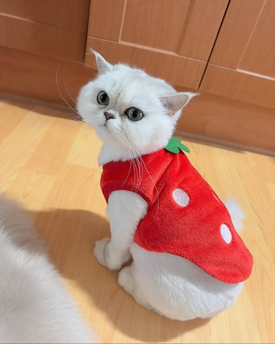 Strawberry Cat Meme Blank Meme Template
