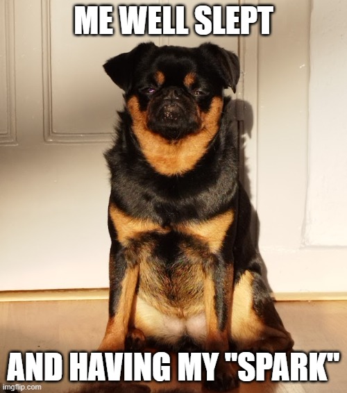 tired dog | ME WELL SLEPT; AND HAVING MY "SPARK" | image tagged in tired dog | made w/ Imgflip meme maker
