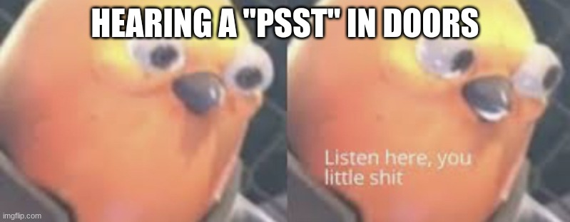 Tell me its not true | HEARING A "PSST" IN DOORS | image tagged in listen here you little shit bird | made w/ Imgflip meme maker