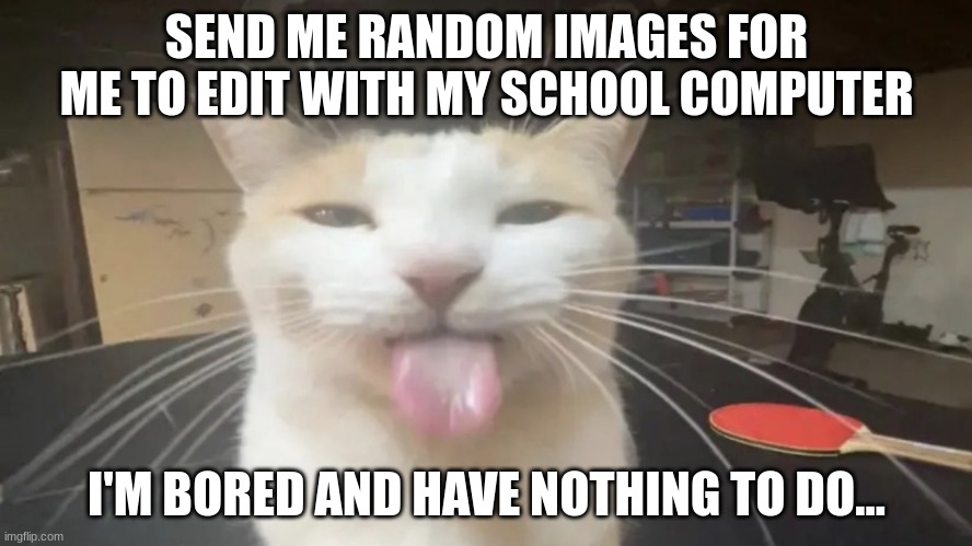 Bleh Cat | SEND ME RANDOM IMAGES FOR ME TO EDIT WITH MY SCHOOL COMPUTER; I'M BORED AND HAVE NOTHING TO DO... | image tagged in bleh cat | made w/ Imgflip meme maker