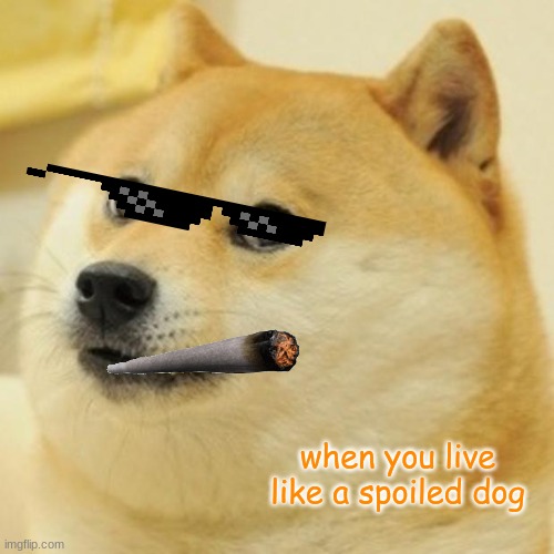 spoiled | when you live like a spoiled dog | image tagged in memes,doge | made w/ Imgflip meme maker