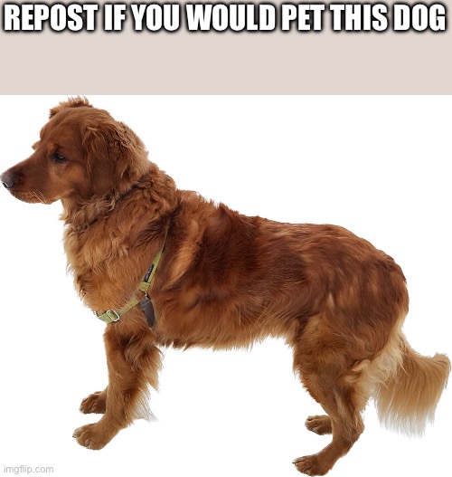 REPOST IF YOU WOULD PET THIS DOG | made w/ Imgflip meme maker