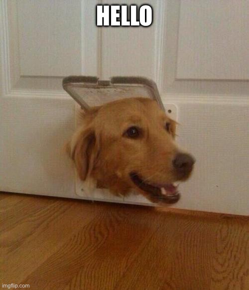 Dog door | HELLO | image tagged in dog door | made w/ Imgflip meme maker