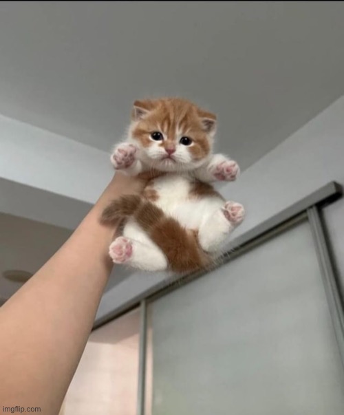 He’s a handful | image tagged in aww,animals,cats | made w/ Imgflip meme maker