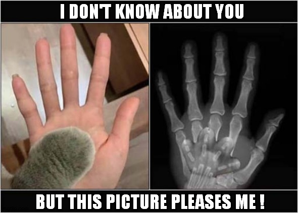 Paw On Hand X-Ray ! | I DON'T KNOW ABOUT YOU; BUT THIS PICTURE PLEASES ME ! | image tagged in cats,paw,hand,x ray | made w/ Imgflip meme maker