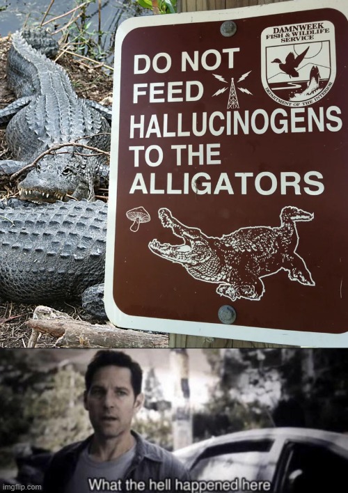 I Wonder... | image tagged in what the hell happened here,gators,funny,signs,funny signs,you had one job | made w/ Imgflip meme maker