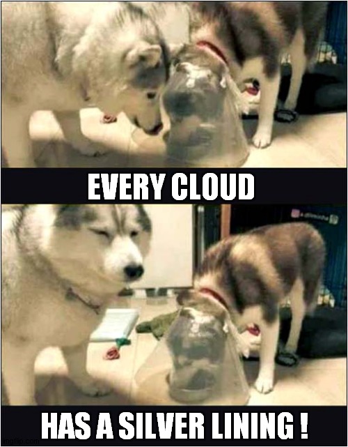 These Biscuits Are All Mine ! | EVERY CLOUD; HAS A SILVER LINING ! | image tagged in dogs,cone,selfish | made w/ Imgflip meme maker