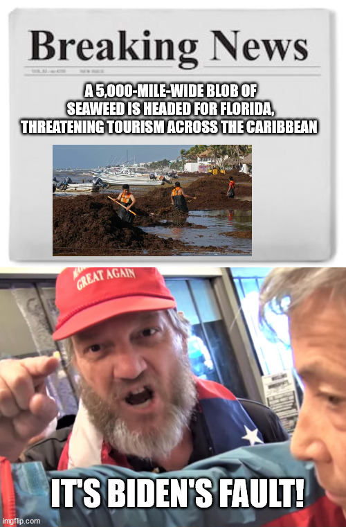 Can't fool the MATA-CFTs! | A 5,000-MILE-WIDE BLOB OF SEAWEED IS HEADED FOR FLORIDA, THREATENING TOURISM ACROSS THE CARIBBEAN; IT'S BIDEN'S FAULT! | image tagged in breaking news,angry trump supporter | made w/ Imgflip meme maker