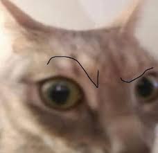 High Quality the rock cat Blank Meme Template