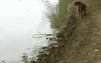 Dog fishing - Imgflip