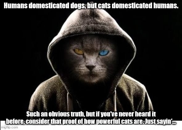The Truth About Cats | image tagged in cats,dogs,evil,master,ruler | made w/ Imgflip meme maker