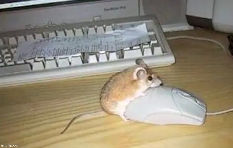 Mouse | made w/ Imgflip meme maker