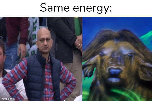 I found this at a mini golf place | Same energy: | image tagged in muhammad sarim akhtar,angry man,buffalo,same energy | made w/ Imgflip meme maker
