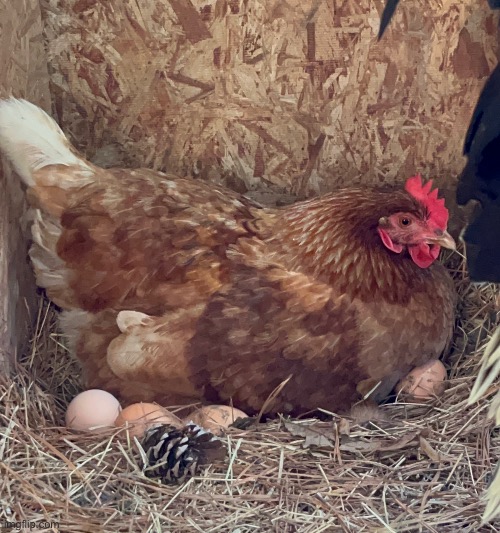 My hen laying on her eggs | made w/ Imgflip meme maker