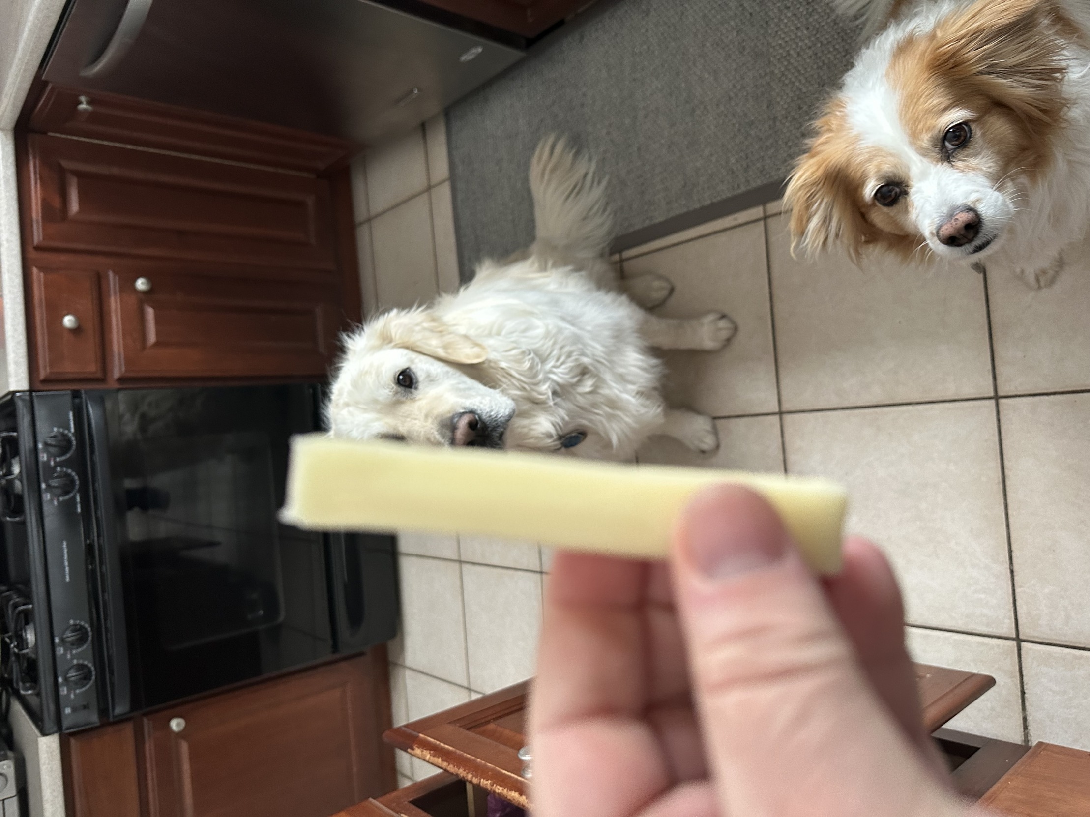 High Quality Two pups and a cheese stick Blank Meme Template
