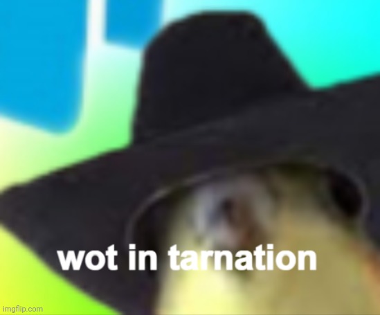 cockatiel "wot in tarnation" | image tagged in cockatiel wot in tarnation | made w/ Imgflip meme maker
